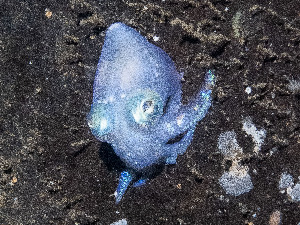  ( - HMSC174_01268)  @11 [ ] by-nc-sa  Unspecified Huntsman Marine Science Centre