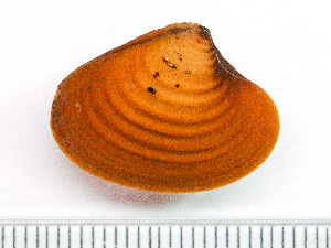  (Tridonta elliptica - HMSC174-01469)  @11 [ ] by-nc-sa  Unspecified Huntsman Marine Science Centre