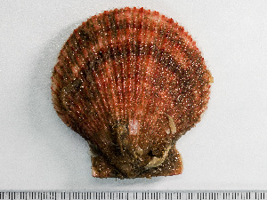  ( - HMSC174-01471)  @11 [ ] by-nc-sa  Unspecified Huntsman Marine Science Centre