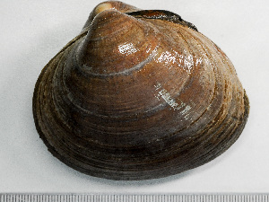 ( - HMSC174-01472)  @11 [ ] by-nc-sa  Unspecified Huntsman Marine Science Centre