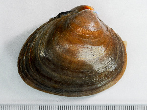  ( - HMSC174-01481)  @11 [ ] by-nc-sa  Unspecified Huntsman Marine Science Centre