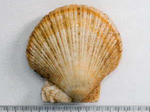  ( - HMSC174-01564)  @11 [ ] by-nc-sa  Unspecified Huntsman Marine Science Centre