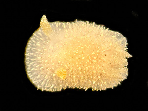  ( - HMSC174-01637)  @11 [ ] by-nc-sa  Unspecified Huntsman Marine Science Centre