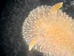  ( - HMSC174-01637)  @11 [ ] by-nc-sa  Unspecified Huntsman Marine Science Centre