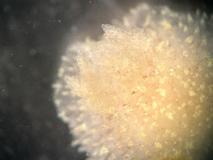  ( - HMSC174-01637)  @11 [ ] by-nc-sa  Unspecified Huntsman Marine Science Centre
