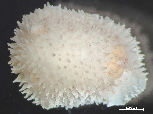  ( - HMSC174-01637)  @11 [ ] by-nc-sa  Unspecified Huntsman Marine Science Centre
