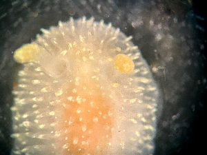  ( - HMSC174-01638)  @11 [ ] by-nc-sa  Unspecified Huntsman Marine Science Centre