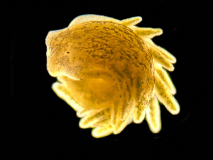 (Alderia - HMSC174-01672)  @11 [ ] by-nc-sa  Unspecified Huntsman Marine Science Centre