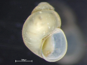  ( - HMSC174_01693)  @11 [ ] by-nc-sa  Unspecified Huntsman Marine Science Centre