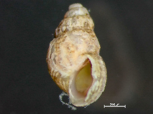  (Boreocingula - HMSC174_01759)  @11 [ ] by-nc-sa  Unspecified Huntsman Marine Science Centre