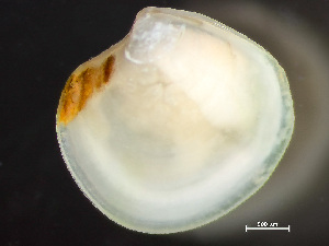  ( - HMSC174_01790)  @11 [ ] by-nc-sa  Unspecified Huntsman Marine Science Centre