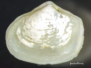  (Thracia septentrionalis - HMSC174_01820)  @11 [ ] by-nc-sa  Unspecified Huntsman Marine Science Centre