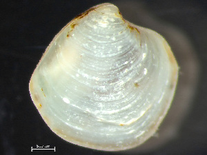  (Parathyasira - HMSC174_01924)  @11 [ ] by-nc-sa  Unspecified Huntsman Marine Science Centre