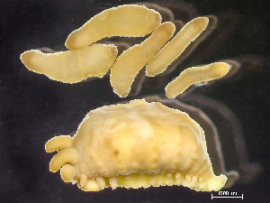  (Eubranchus odhneri - HMSC174-02486)  @11 [ ] by-nc-sa  Unspecified Huntsman Marine Science Centre