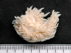  ( - HMSC174_02767)  @11 [ ] by-nc-sa  Unspecified Huntsman Marine Science Centre