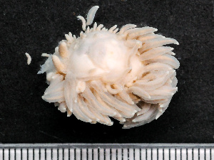  ( - HMSC174_02778)  @11 [ ] by-nc-sa  Unspecified Huntsman Marine Science Centre