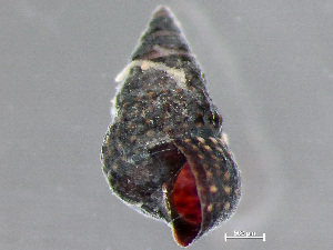  ( - HMSC174_02990)  @11 [ ] by-nc-sa  Unspecified Huntsman Marine Science Centre