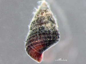  (Bittiolum - HMSC174_02995)  @11 [ ] by-nc-sa  Unspecified Huntsman Marine Science Centre