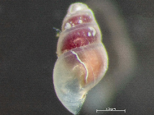  ( - HMSC174_03121)  @11 [ ] by-nc-sa  Unspecified Huntsman Marine Science Centre
