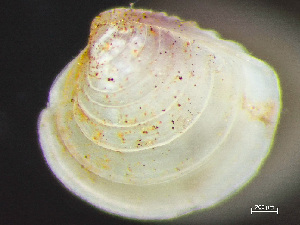  ( - HMSC174_03127)  @11 [ ] by-nc-sa  Unspecified Huntsman Marine Science Centre