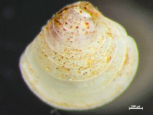  ( - HMSC174_03128)  @11 [ ] by-nc-sa  Unspecified Huntsman Marine Science Centre