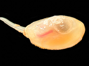  ( - HMSC174_03174)  @11 [ ] by-nc-sa  Unspecified Huntsman Marine Science Centre