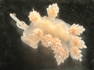  ( - HMSC174_03176)  @11 [ ] by-nc-sa  Unspecified Huntsman Marine Science Centre
