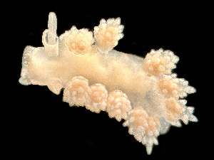  ( - HMSC174_03176)  @11 [ ] by-nc-sa  Unspecified Huntsman Marine Science Centre