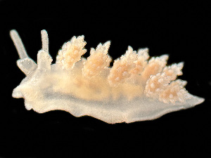  ( - HMSC174_03176)  @11 [ ] by-nc-sa  Unspecified Huntsman Marine Science Centre
