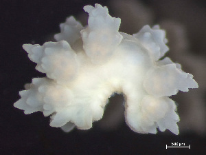  ( - HMSC174_03176)  @11 [ ] by-nc-sa  Unspecified Huntsman Marine Science Centre
