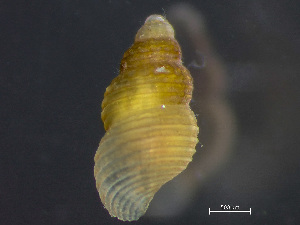  (Onoba - HMSC174_03213)  @11 [ ] by-nc-sa  Unspecified Huntsman Marine Science Centre