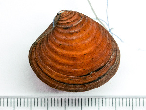  ( - HMSC174_03227)  @11 [ ] by-nc-sa  Unspecified Huntsman Marine Science Centre