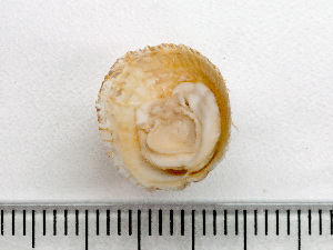  ( - HMSC174_03298)  @11 [ ] by-nc-sa  Unspecified Huntsman Marine Science Centre