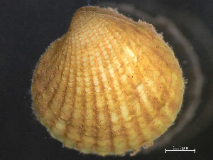  ( - HMSC174_03326)  @11 [ ] by-nc-sa  Unspecified Huntsman Marine Science Centre