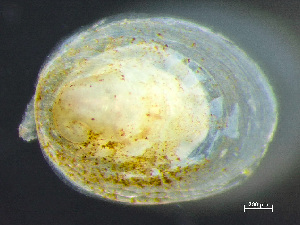  ( - HMSC174_03454)  @11 [ ] by-nc-sa  Unspecified Huntsman Marine Science Centre