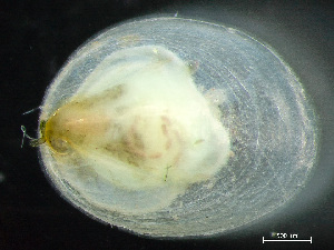  ( - HMSC174_03485)  @11 [ ] by-nc-sa  Unspecified Huntsman Marine Science Centre