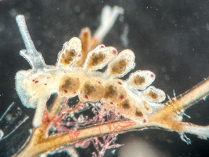  ( - HMSC174-03554)  @11 [ ] by-nc-sa  Unspecified Huntsman Marine Science Centre