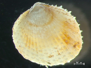  ( - HMSC174-03635)  @11 [ ] by-nc-sa  Unspecified Huntsman Marine Science Centre