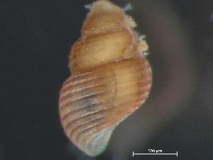  (Boreocingula - HMSC174-03646)  @11 [ ] by-nc-sa  Unspecified Huntsman Marine Science Centre