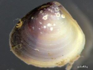  ( - HMSC174-03662)  @11 [ ] by-nc-sa  Unspecified Huntsman Marine Science Centre