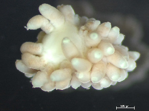  ( - HMSC174-03676)  @11 [ ] by-nc-sa  Unspecified Huntsman Marine Science Centre