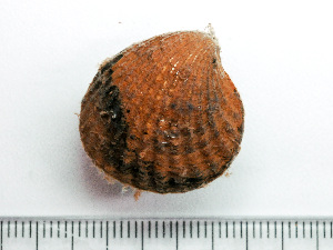  ( - HMSC174_03694)  @11 [ ] by-nc-sa  Unspecified Huntsman Marine Science Centre