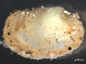  ( - HMSC174_03777)  @11 [ ] by-nc-sa  Unspecified Huntsman Marine Science Centre
