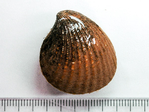  (Cyclocardia borealis - HMSC174_03831)  @11 [ ] by-nc-sa  Unspecified Huntsman Marine Science Centre