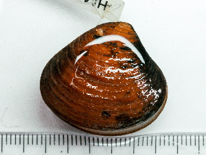  ( - HMSC174_03834)  @11 [ ] by-nc-sa  Unspecified Huntsman Marine Science Centre