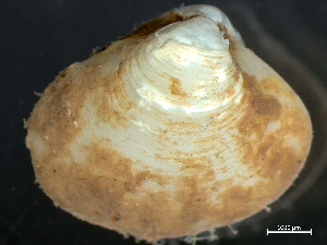  ( - HMSC174_03856)  @11 [ ] by-nc-sa  Unspecified Huntsman Marine Science Centre