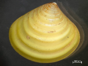  ( - HMSC174_03879)  @11 [ ] by-nc-sa  Unspecified Huntsman Marine Science Centre