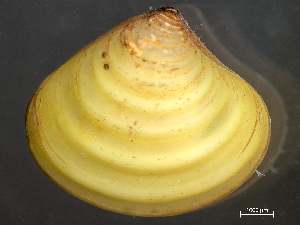  ( - HMSC174_03880)  @11 [ ] by-nc-sa  Unspecified Huntsman Marine Science Centre