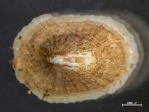  ( - HMSC174_03905)  @11 [ ] by-nc-sa  Unspecified Huntsman Marine Science Centre