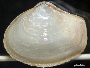  ( - HMSC174_03912)  @11 [ ] by-nc-sa  Unspecified Huntsman Marine Science Centre